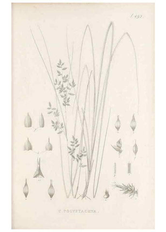 Reproducción/Reproduction 48683342076: Illustrations of the genus Carex. London :William Pamplin,1858-1867.. 