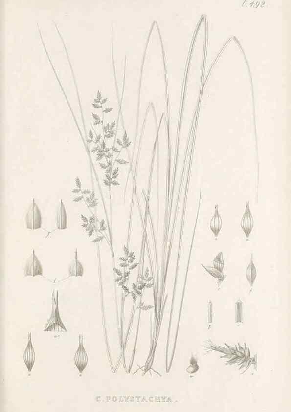 Reproducción/Reproduction 48683342076: Illustrations of the genus Carex. London :William Pamplin,1858-1867.. 