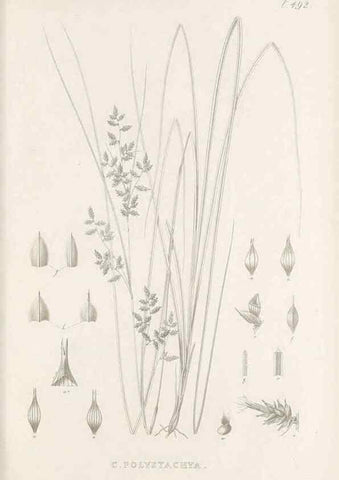 Reproducción/Reproduction 48683342076: Illustrations of the genus Carex. London :William Pamplin,1858-1867.. 