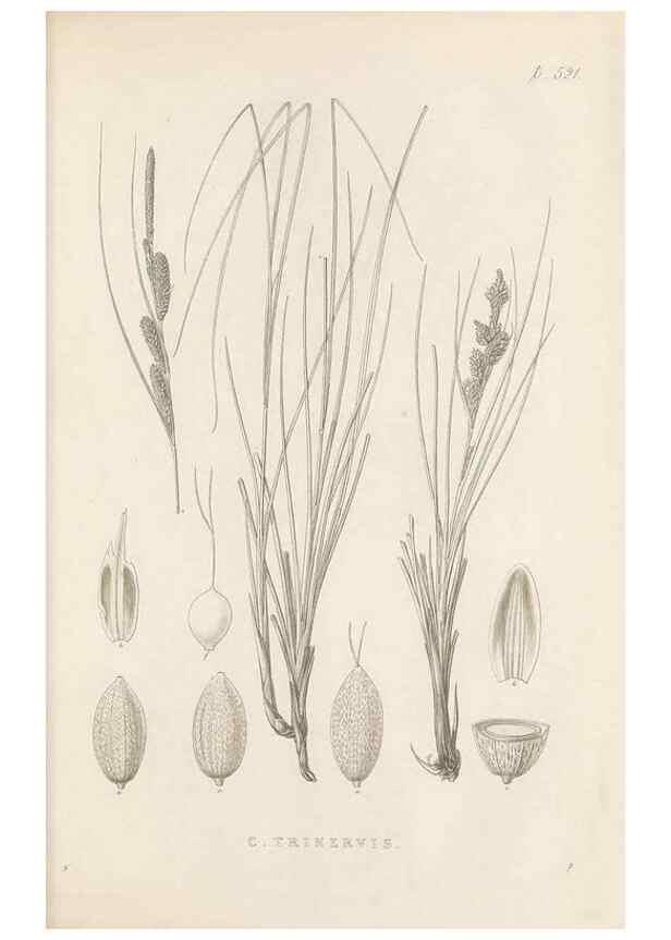 Reproducción/Reproduction 48683351481: Illustrations of the genus Carex. London :William Pamplin,1858-1867.. 
