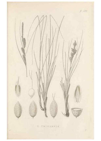 Reproducción/Reproduction 48683351481: Illustrations of the genus Carex. London :William Pamplin,1858-1867.. 