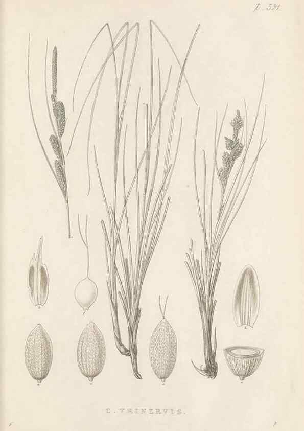 Reproducción/Reproduction 48683351481: Illustrations of the genus Carex. London :William Pamplin,1858-1867.. 