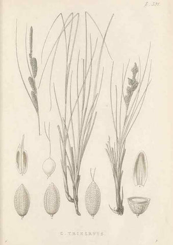 Reproducción/Reproduction 48683351481: Illustrations of the genus Carex. London :William Pamplin,1858-1867.. 