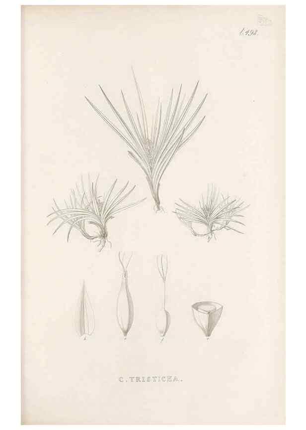 Reproducción/Reproduction 48683002713: Illustrations of the genus Carex. London :William Pamplin,1858-1867.. 