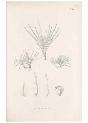 Reproducción/Reproduction 48683002713: Illustrations of the genus Carex. London :William Pamplin,1858-1867.. 