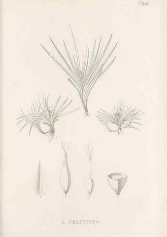 Reproducción/Reproduction 48683002713: Illustrations of the genus Carex. London :William Pamplin,1858-1867.. 