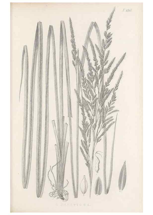 Reproducción/Reproduction 48683343036: Illustrations of the genus Carex. London :William Pamplin,1858-1867.. 