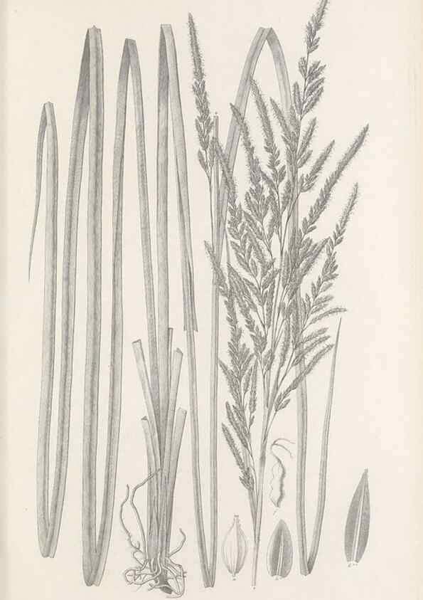 Reproducción/Reproduction 48683343036: Illustrations of the genus Carex. London :William Pamplin,1858-1867.. 