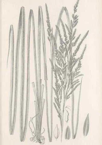 Reproducción/Reproduction 48683343036: Illustrations of the genus Carex. London :William Pamplin,1858-1867.. 