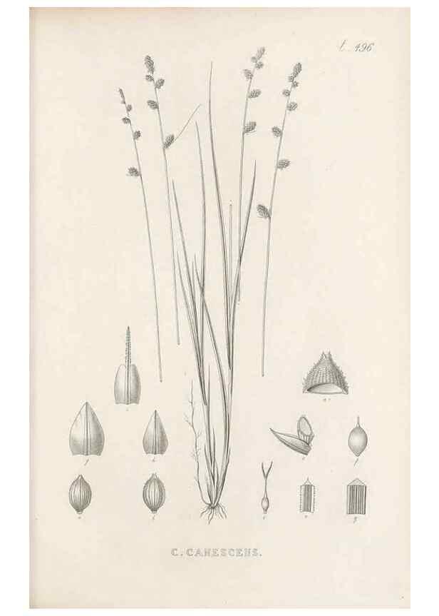 Reproducción/Reproduction 48683518927: Illustrations of the genus Carex. London :William Pamplin,1858-1867.. 