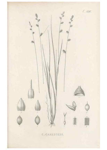 Reproducción/Reproduction 48683518927: Illustrations of the genus Carex. London :William Pamplin,1858-1867.. 