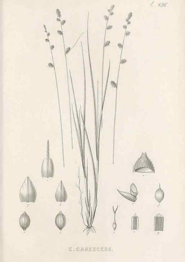 Reproducción/Reproduction 48683518927: Illustrations of the genus Carex. London :William Pamplin,1858-1867.. 