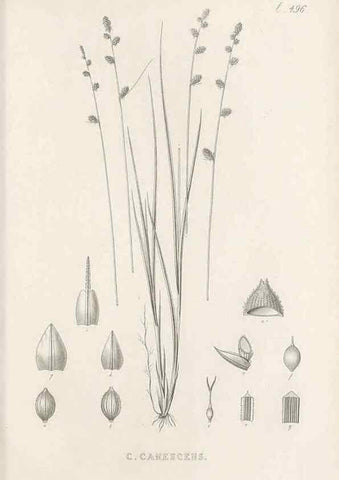 Reproducción/Reproduction 48683518927: Illustrations of the genus Carex. London :William Pamplin,1858-1867.. 
