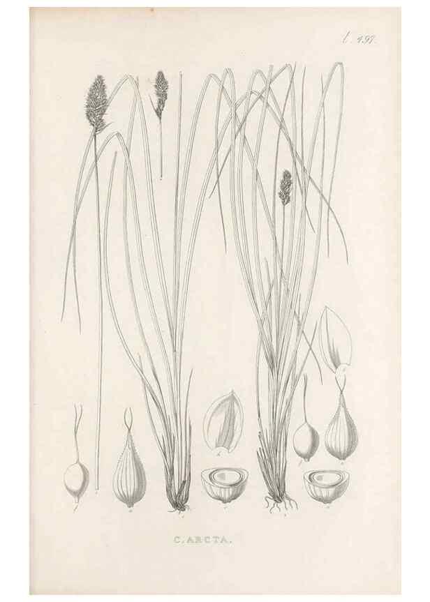 Reproducción/Reproduction 48683004123: Illustrations of the genus Carex. London :William Pamplin,1858-1867.. 