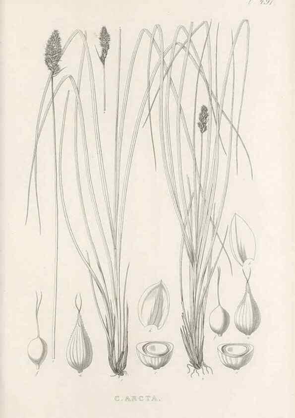 Reproducción/Reproduction 48683004123: Illustrations of the genus Carex. London :William Pamplin,1858-1867.. 
