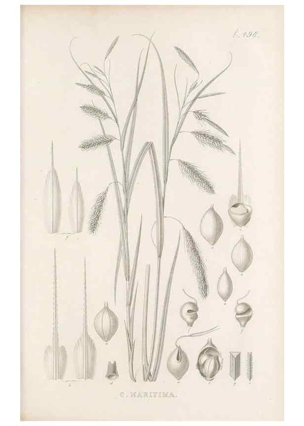 Reproducción/Reproduction 48683344031: Illustrations of the genus Carex. London :William Pamplin,1858-1867.. 
