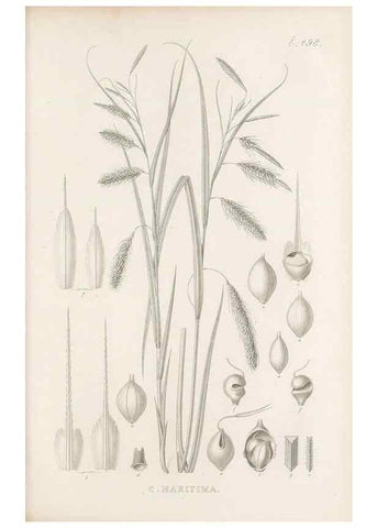 Reproducción/Reproduction 48683344031: Illustrations of the genus Carex. London :William Pamplin,1858-1867.. 