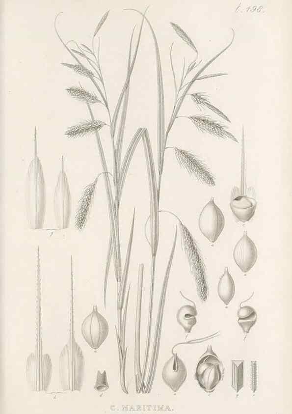 Reproducción/Reproduction 48683344031: Illustrations of the genus Carex. London :William Pamplin,1858-1867.. 