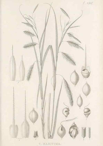 Reproducción/Reproduction 48683344031: Illustrations of the genus Carex. London :William Pamplin,1858-1867.. 