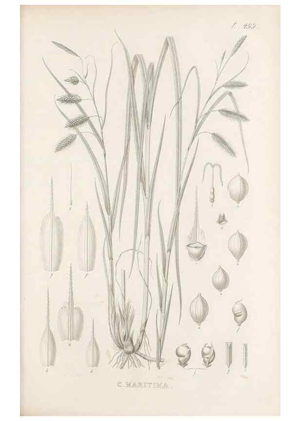 Reproducción/Reproduction 48683519897: Illustrations of the genus Carex. London :William Pamplin,1858-1867.. 