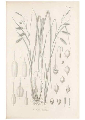 Reproducción/Reproduction 48683519897: Illustrations of the genus Carex. London :William Pamplin,1858-1867.. 
