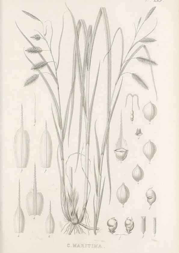 Reproducción/Reproduction 48683519897: Illustrations of the genus Carex. London :William Pamplin,1858-1867.. 