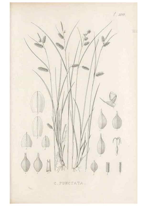 Reproducción/Reproduction 48683520162: Illustrations of the genus Carex. London :William Pamplin,1858-1867.. 