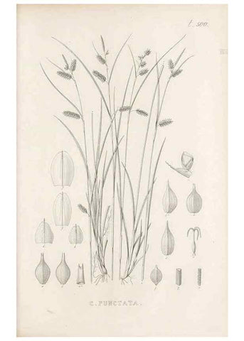 Reproducción/Reproduction 48683520162: Illustrations of the genus Carex. London :William Pamplin,1858-1867.. 