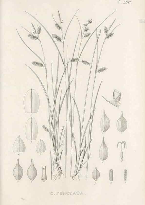 Reproducción/Reproduction 48683520162: Illustrations of the genus Carex. London :William Pamplin,1858-1867.. 