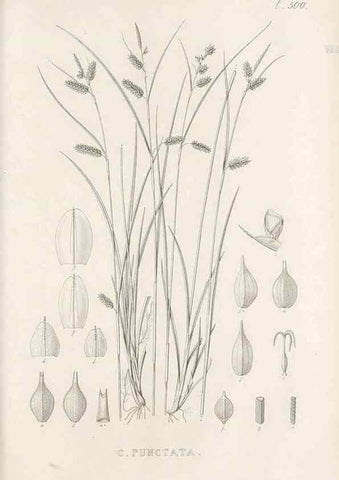 Reproducción/Reproduction 48683520162: Illustrations of the genus Carex. London :William Pamplin,1858-1867.. 