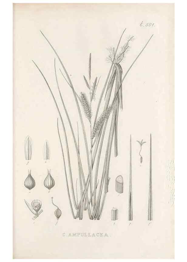 Reproducción/Reproduction 48683005278: Illustrations of the genus Carex. London :William Pamplin,1858-1867.. 