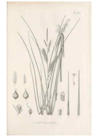 Reproducción/Reproduction 48683005278: Illustrations of the genus Carex. London :William Pamplin,1858-1867.. 