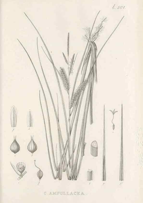 Reproducción/Reproduction 48683005278: Illustrations of the genus Carex. London :William Pamplin,1858-1867.. 