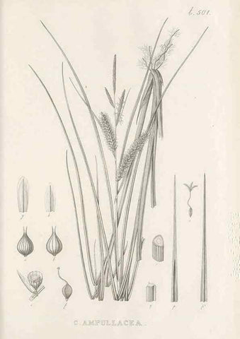 Reproducción/Reproduction 48683005278: Illustrations of the genus Carex. London :William Pamplin,1858-1867.. 