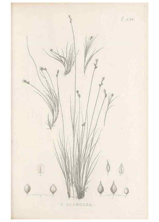 Reproducción/Reproduction 48683518312: Illustrations of the genus Carex. London :William Pamplin,1858-1867.. 
