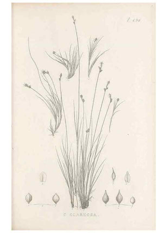 Reproducción/Reproduction 48683518312: Illustrations of the genus Carex. London :William Pamplin,1858-1867.. 