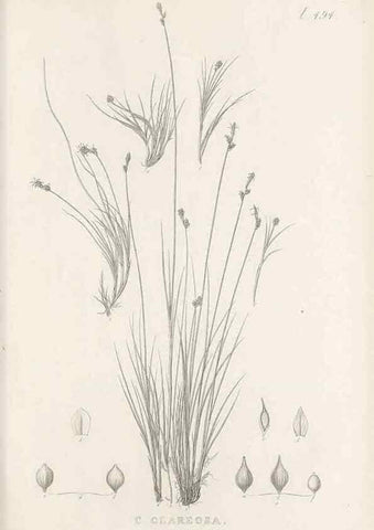 Reproducción/Reproduction 48683518312: Illustrations of the genus Carex. London :William Pamplin,1858-1867.. 