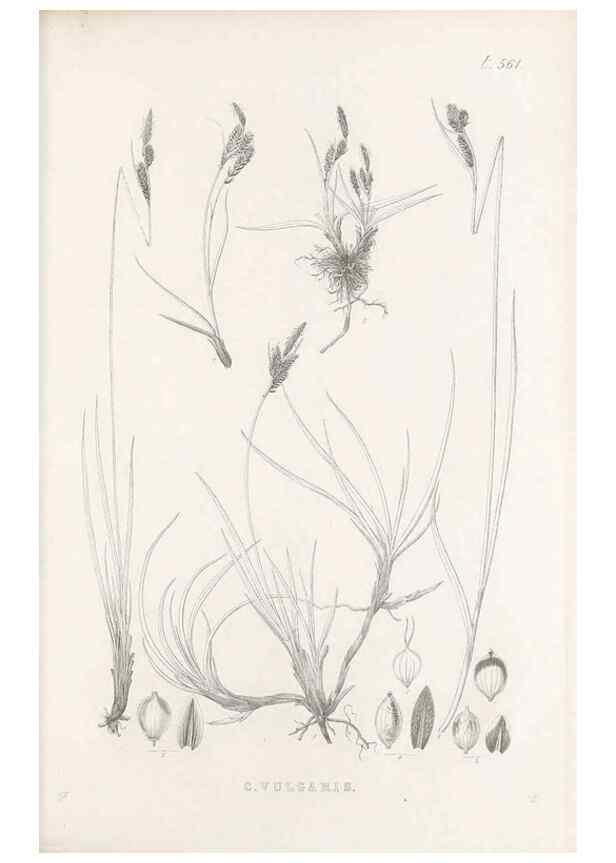 Reproducción/Reproduction 48683543652: Illustrations of the genus Carex. London :William Pamplin,1858-1867.. 