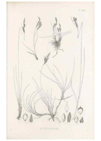 Reproducción/Reproduction 48683543652: Illustrations of the genus Carex. London :William Pamplin,1858-1867.. 