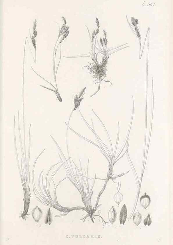 Reproducción/Reproduction 48683543652: Illustrations of the genus Carex. London :William Pamplin,1858-1867.. 