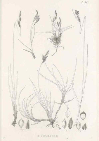 Reproducción/Reproduction 48683543652: Illustrations of the genus Carex. London :William Pamplin,1858-1867.. 