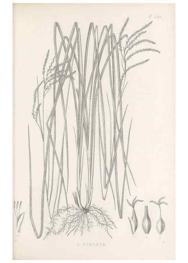 Reproducción/Reproduction 48683527682: Illustrations of the genus Carex. London :William Pamplin,1858-1867.. 