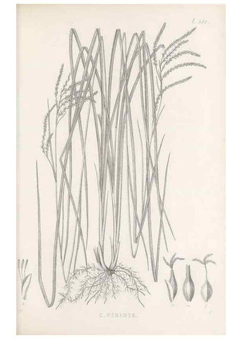 Reproducción/Reproduction 48683527682: Illustrations of the genus Carex. London :William Pamplin,1858-1867.. 