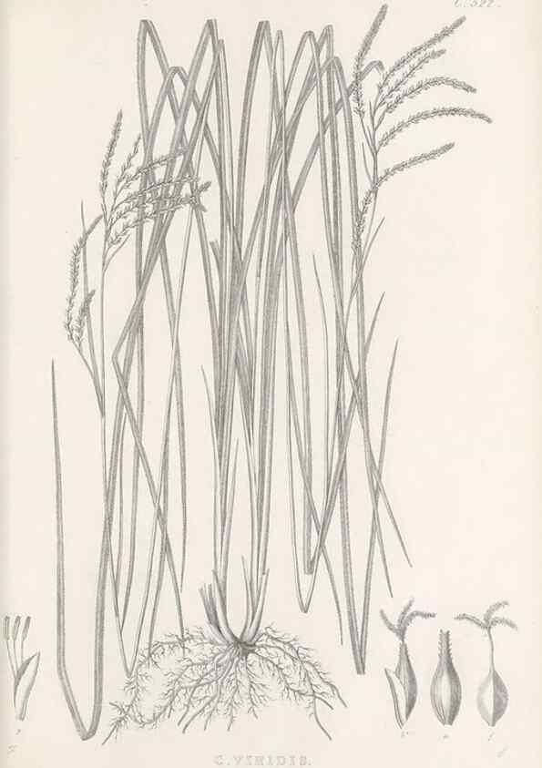 Reproducción/Reproduction 48683527682: Illustrations of the genus Carex. London :William Pamplin,1858-1867.. 
