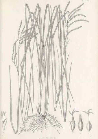 Reproducción/Reproduction 48683527682: Illustrations of the genus Carex. London :William Pamplin,1858-1867.. 