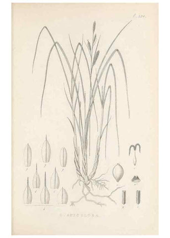 Reproducción/Reproduction 48683528692: Illustrations of the genus Carex. London :William Pamplin,1858-1867.. 