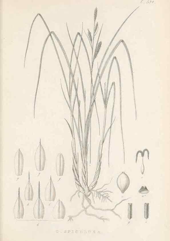 Reproducción/Reproduction 48683528692: Illustrations of the genus Carex. London :William Pamplin,1858-1867.. 