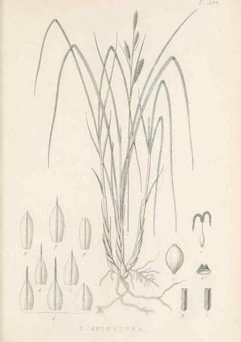 Reproducción/Reproduction 48683528692: Illustrations of the genus Carex. London :William Pamplin,1858-1867.. 