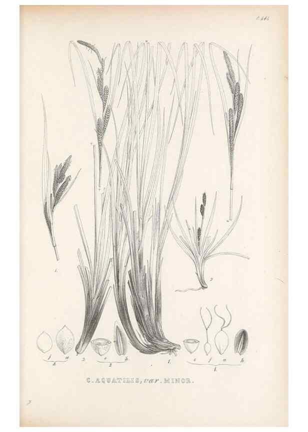 Reproducción/Reproduction 48683023243: Illustrations of the genus Carex. London :William Pamplin,1858-1867.. 