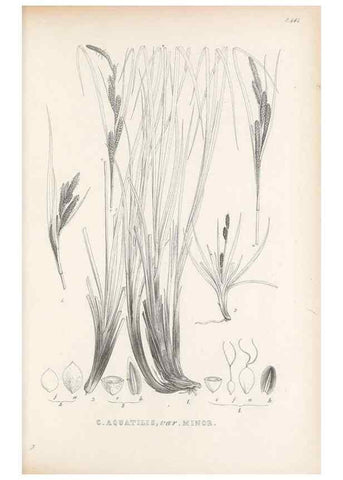 Reproducción/Reproduction 48683023243: Illustrations of the genus Carex. London :William Pamplin,1858-1867.. 